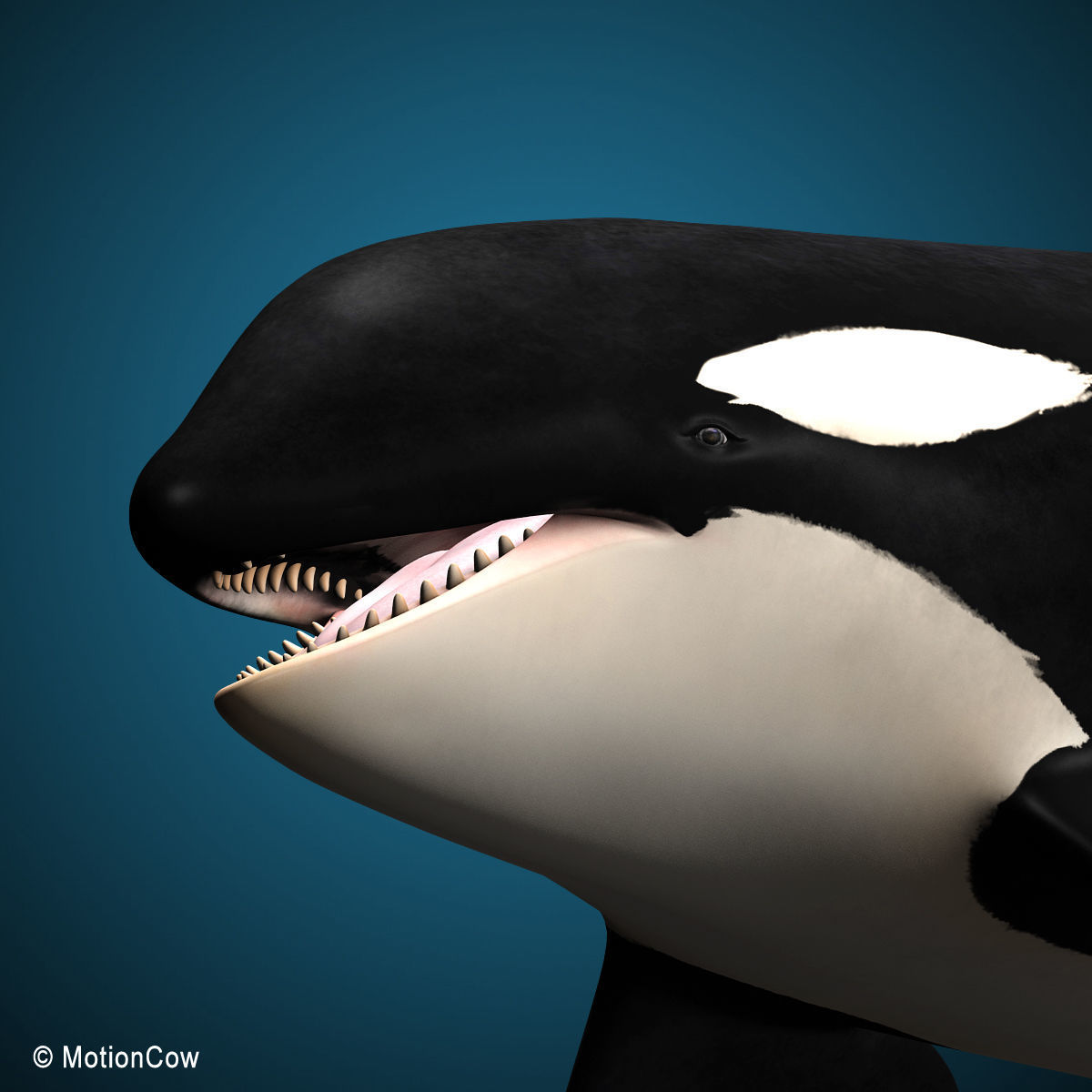 Orca Family - Killer Whales 3D model_13