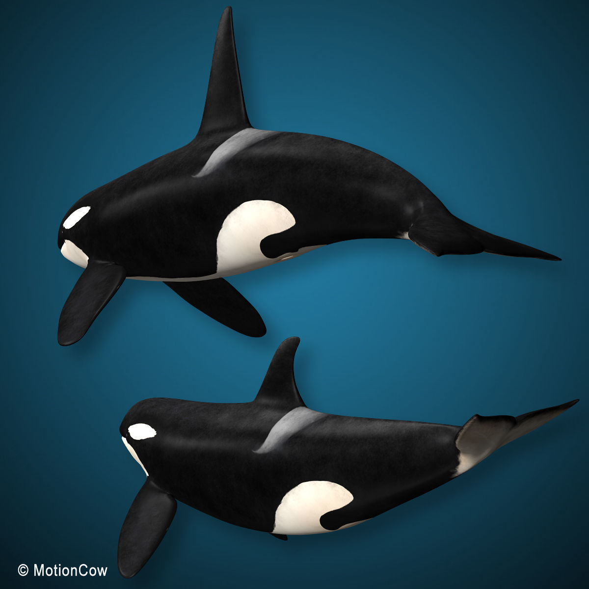 Orca Family - Killer Whales 3D model_3