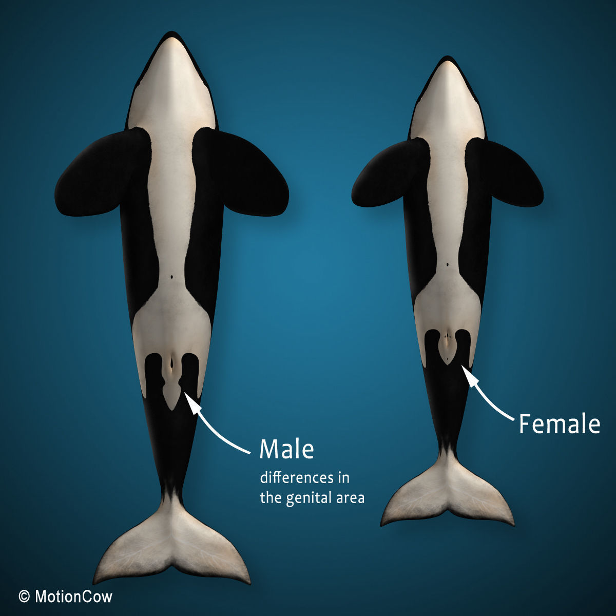Orca Family - Killer Whales 3D model_5