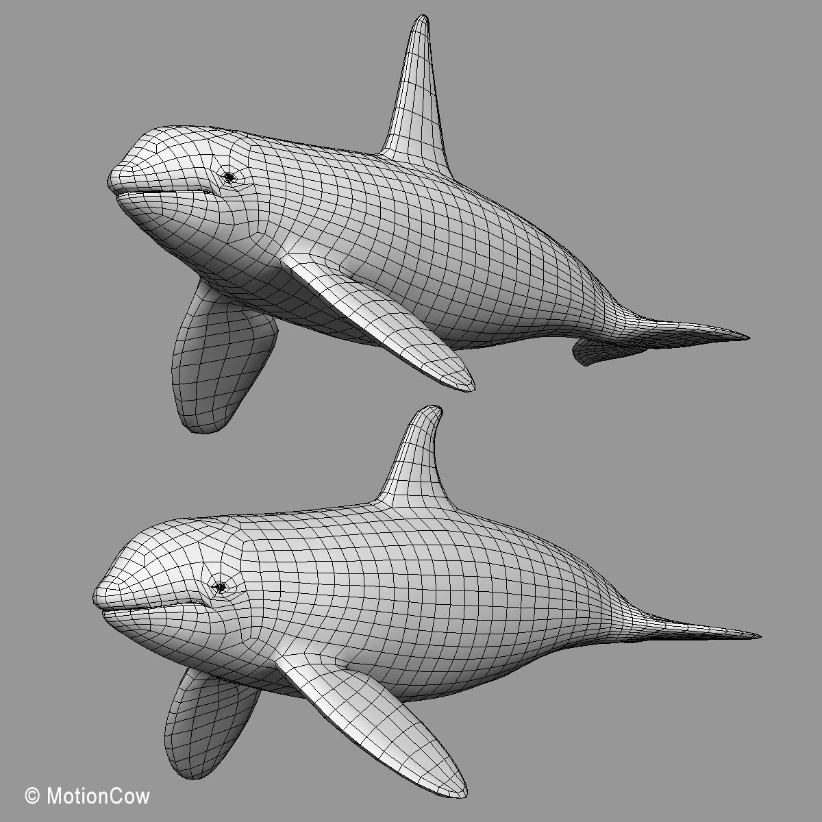 Orca Family - Killer Whales 3D model_20