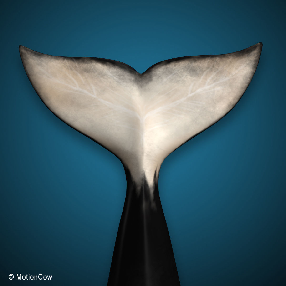 Orca Family - Killer Whales 3D model_17