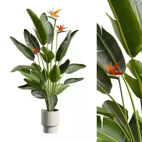 Strelitzia Nicolai - Bird of Paradise Plant 3D model