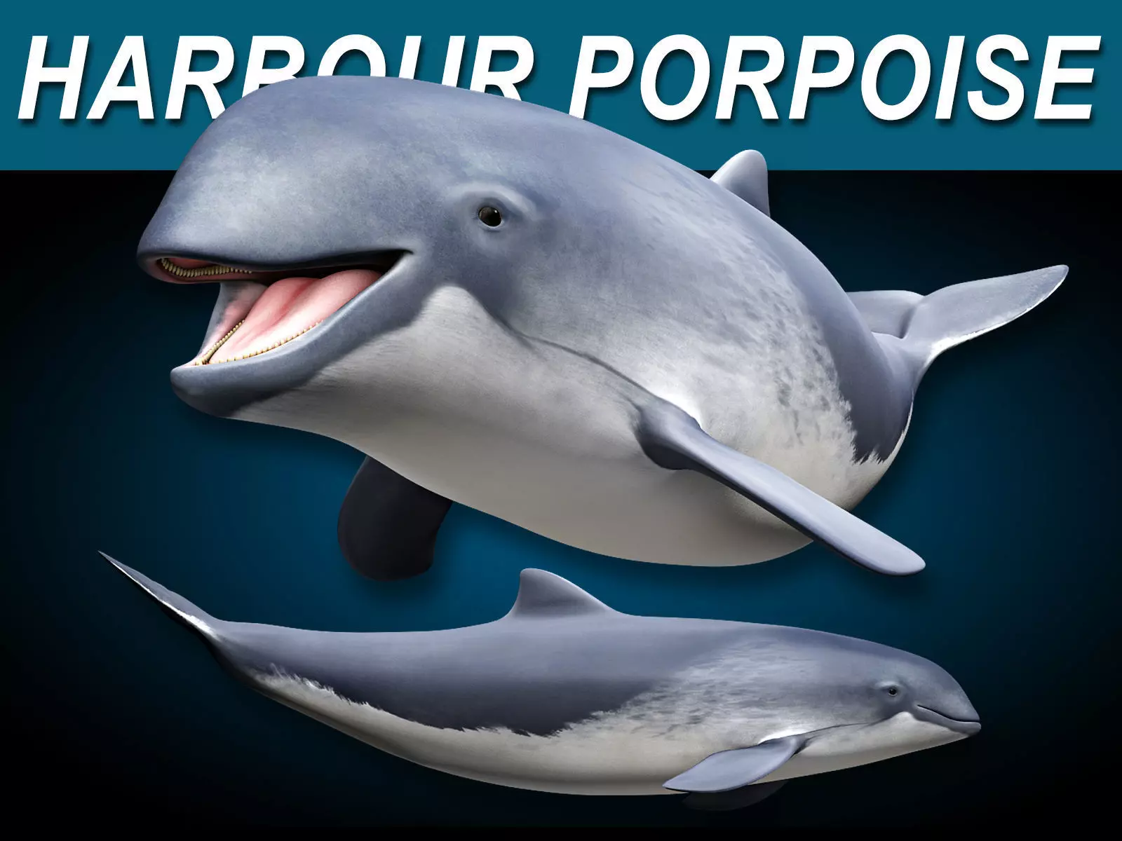 Harbour Porpoise 3D model_0