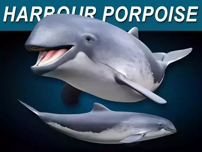 Harbour Porpoise