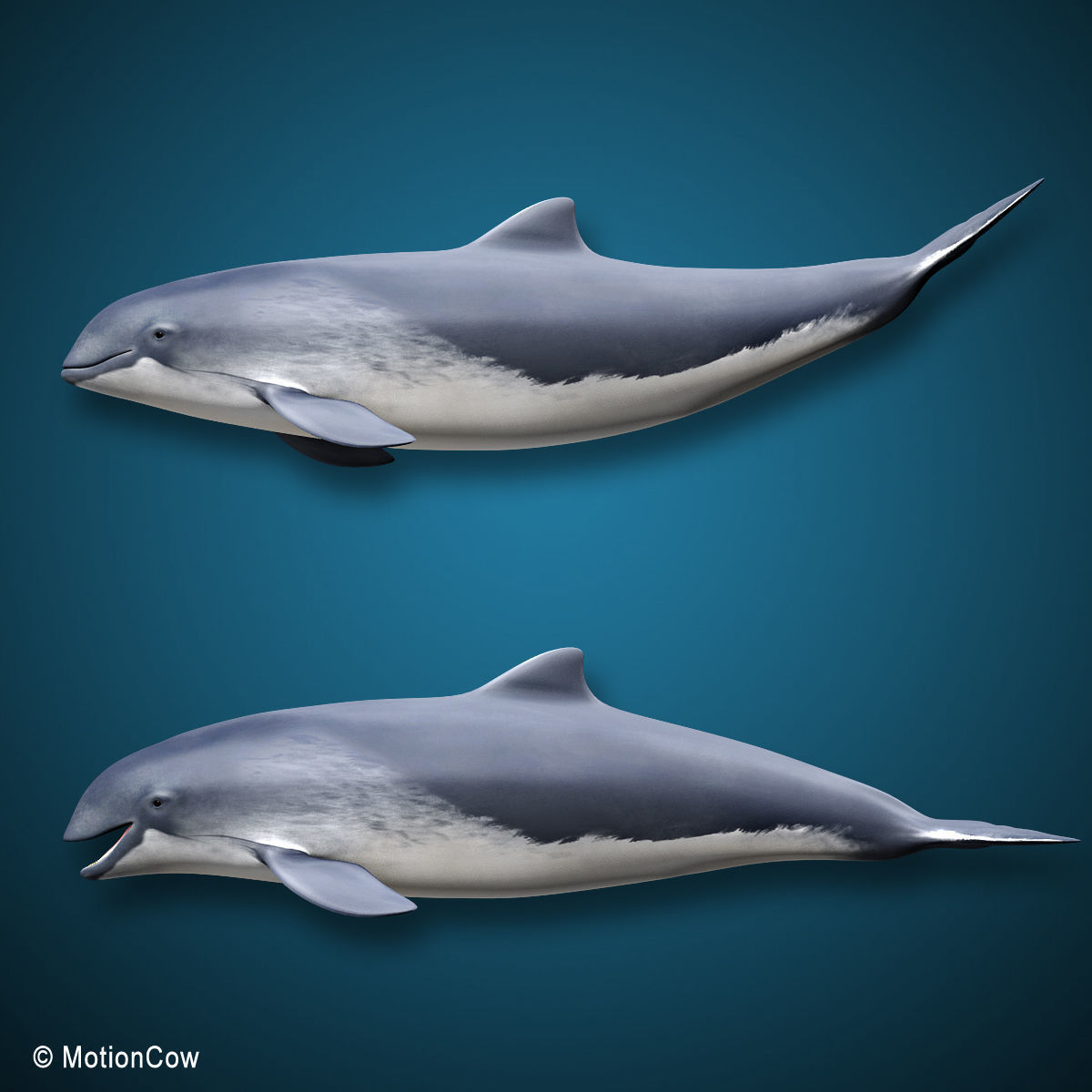 Harbour Porpoise 3D model_3