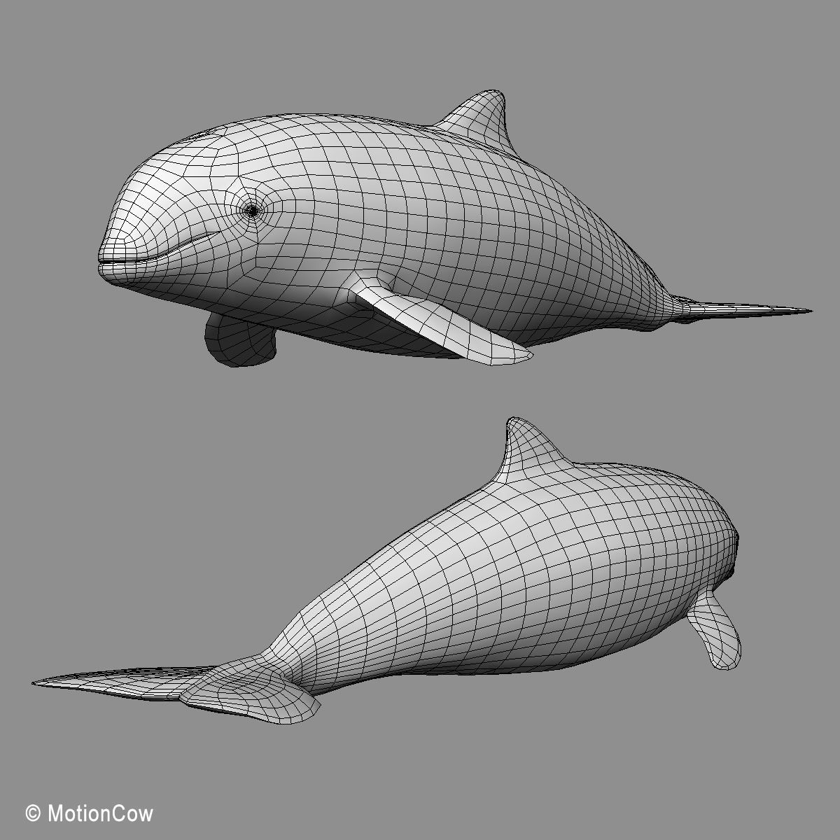 Harbour Porpoise 3D model_18