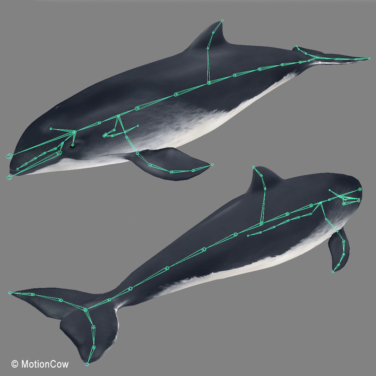 Harbour Porpoise 3D model_17