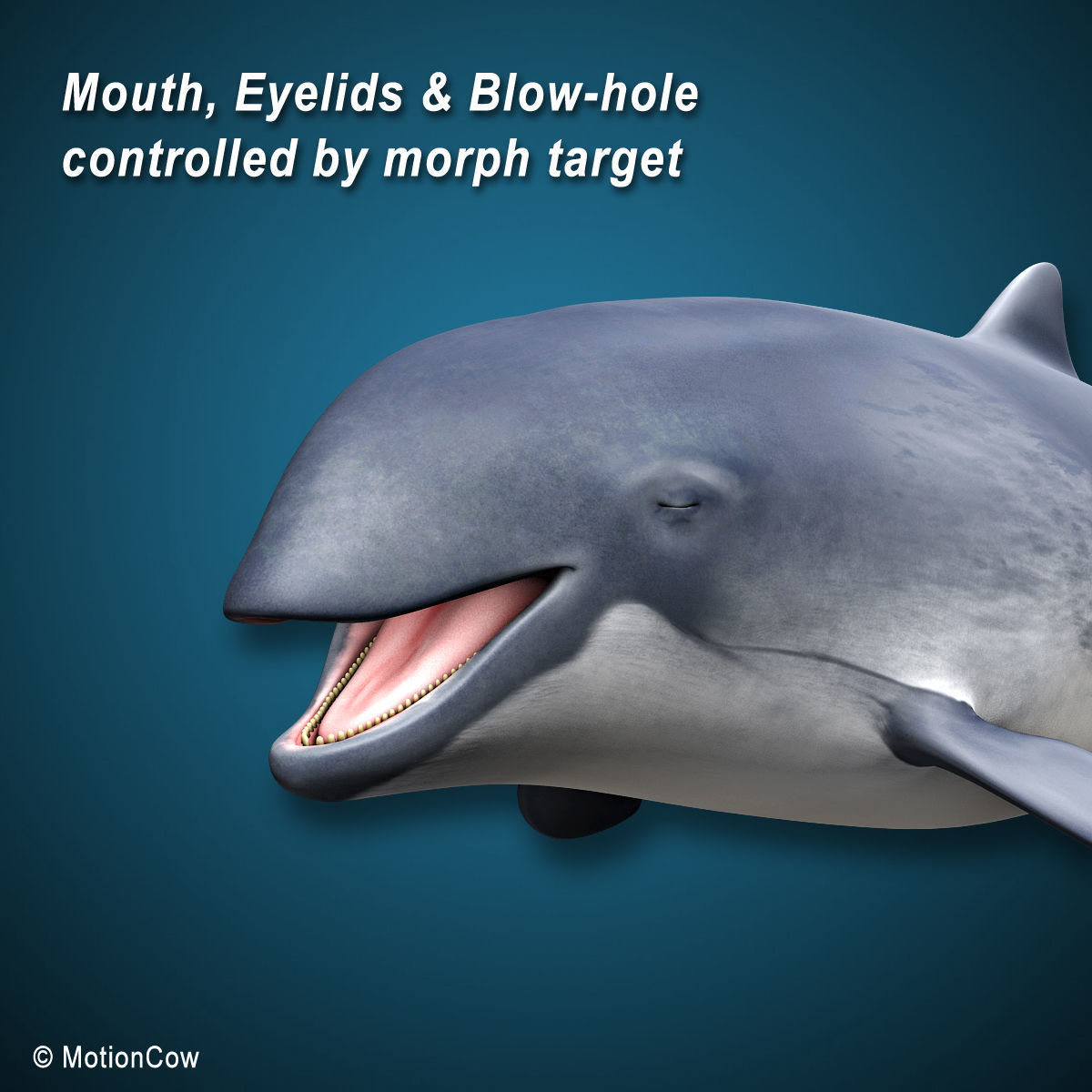 Harbour Porpoise 3D model_5