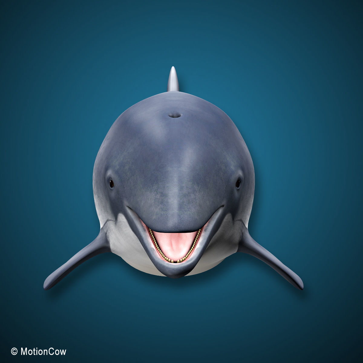 Harbour Porpoise 3D model_12