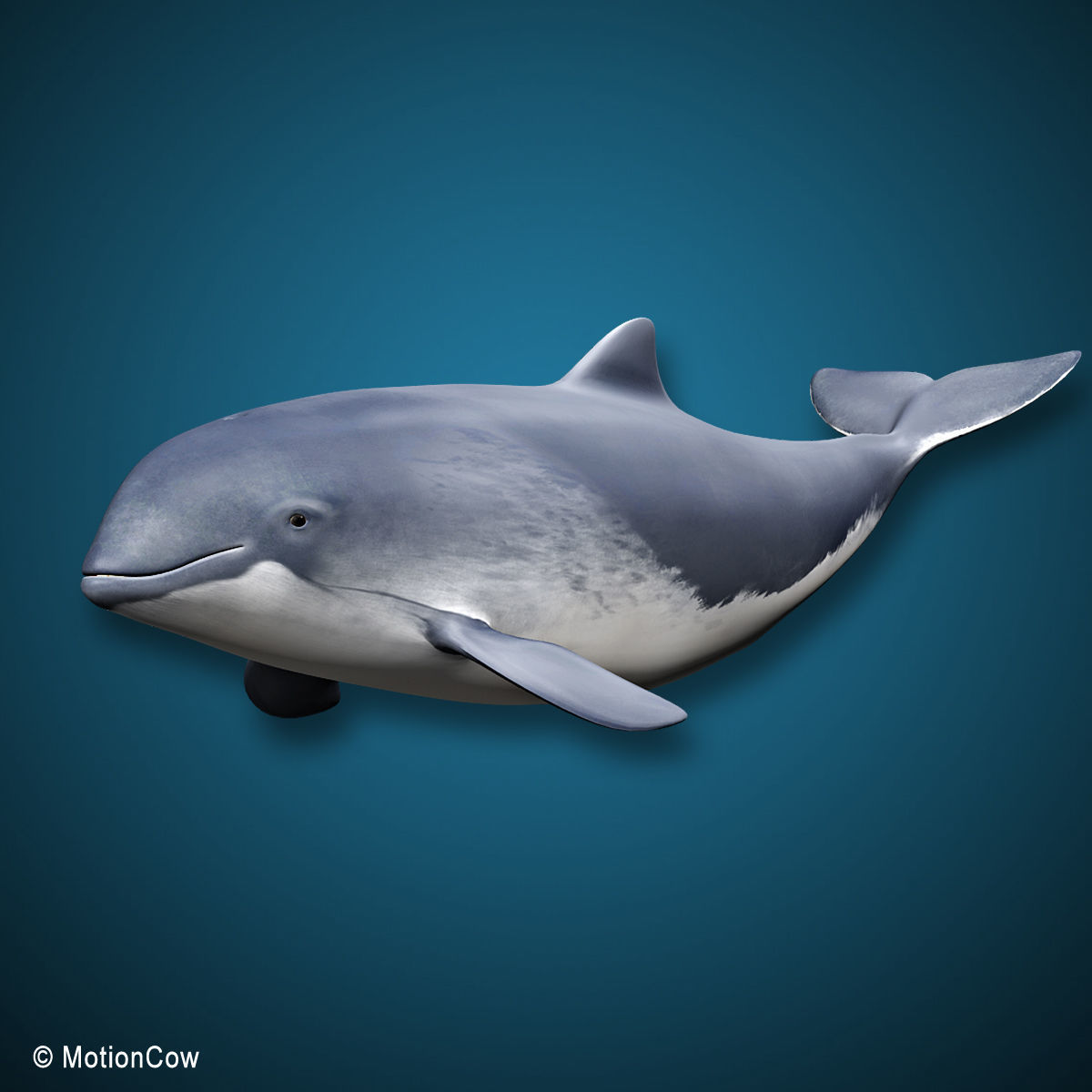 Harbour Porpoise 3D model_16