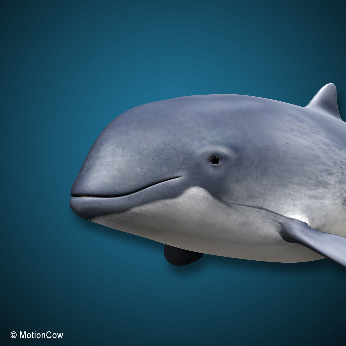Harbour Porpoise 3D model_4