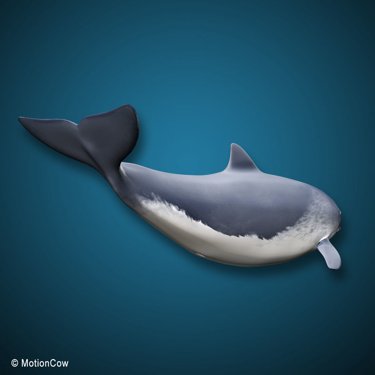 Harbour Porpoise 3D model_10