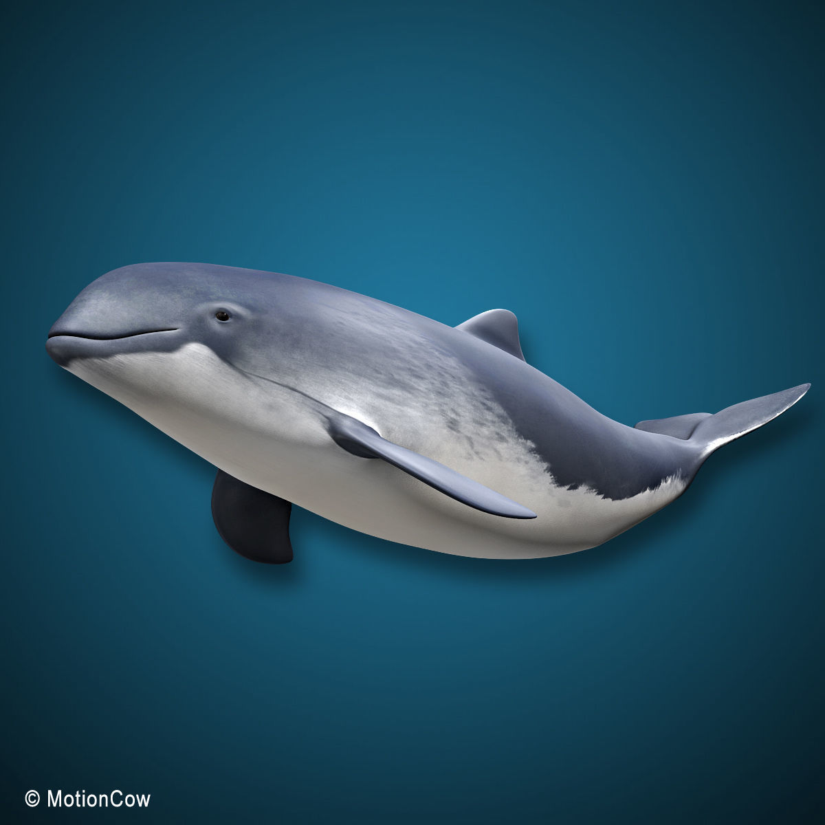 Harbour Porpoise 3D model_9