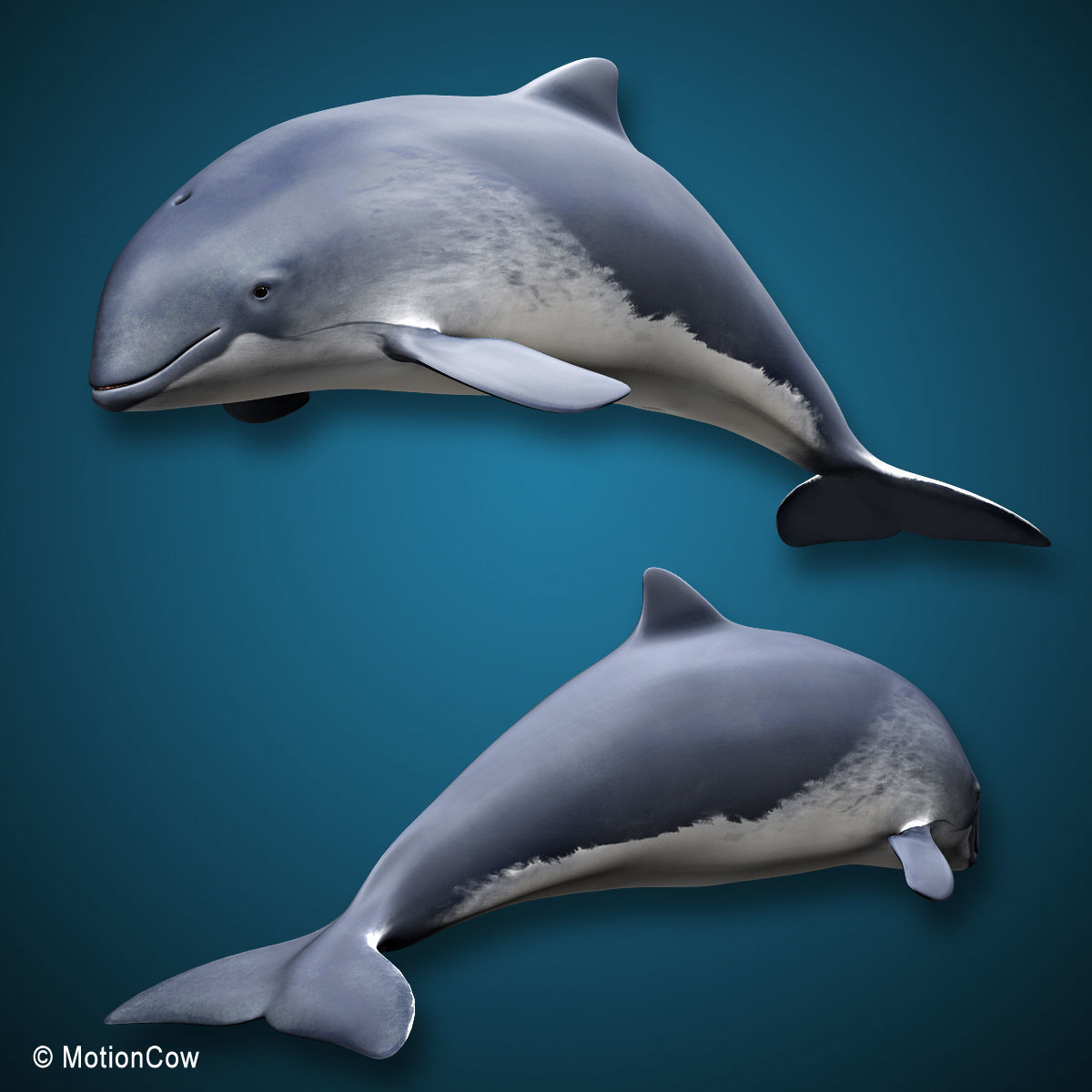 Harbour Porpoise 3D model_15