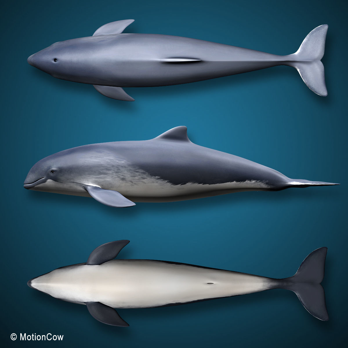 Harbour Porpoise 3D model_11