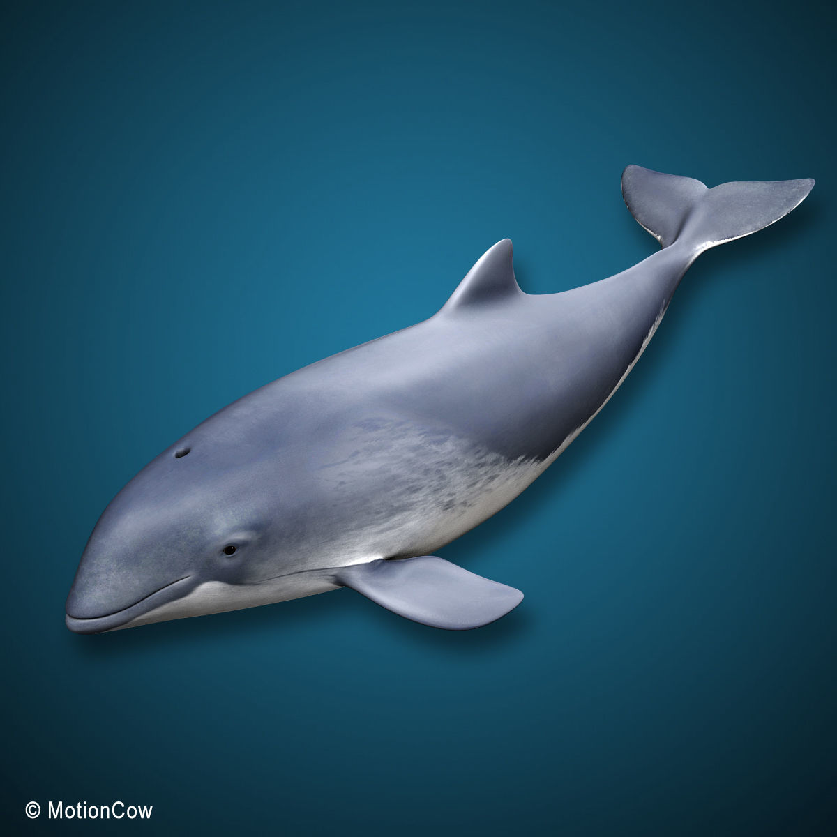 Harbour Porpoise 3D model_8