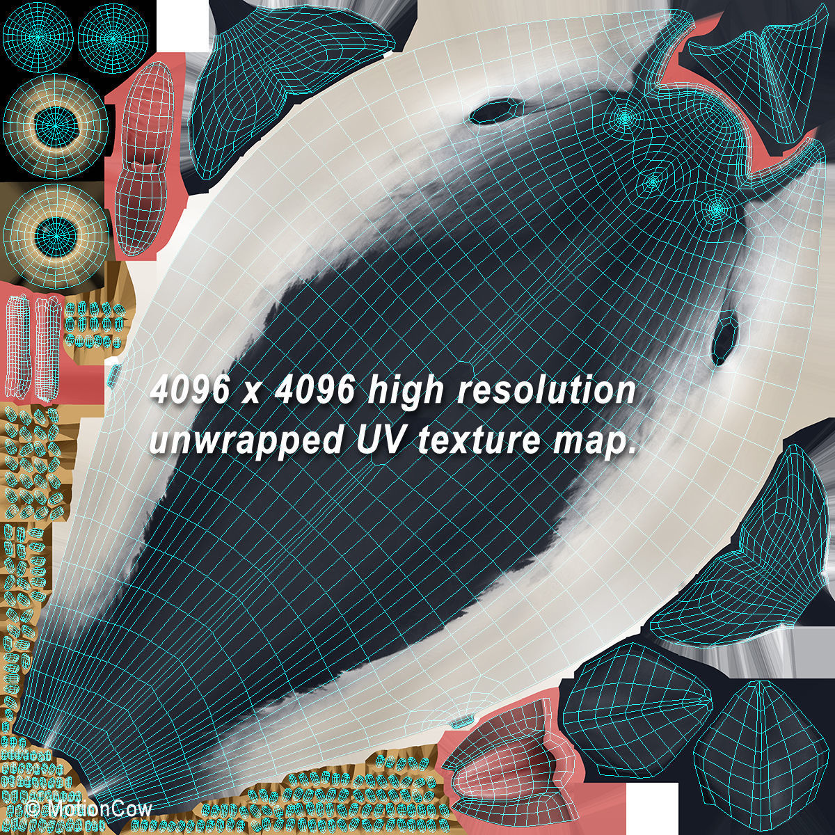 Harbour Porpoise 3D model_20