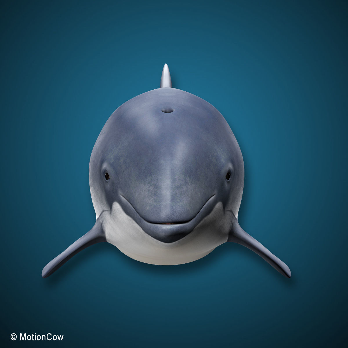 Harbour Porpoise 3D model_13