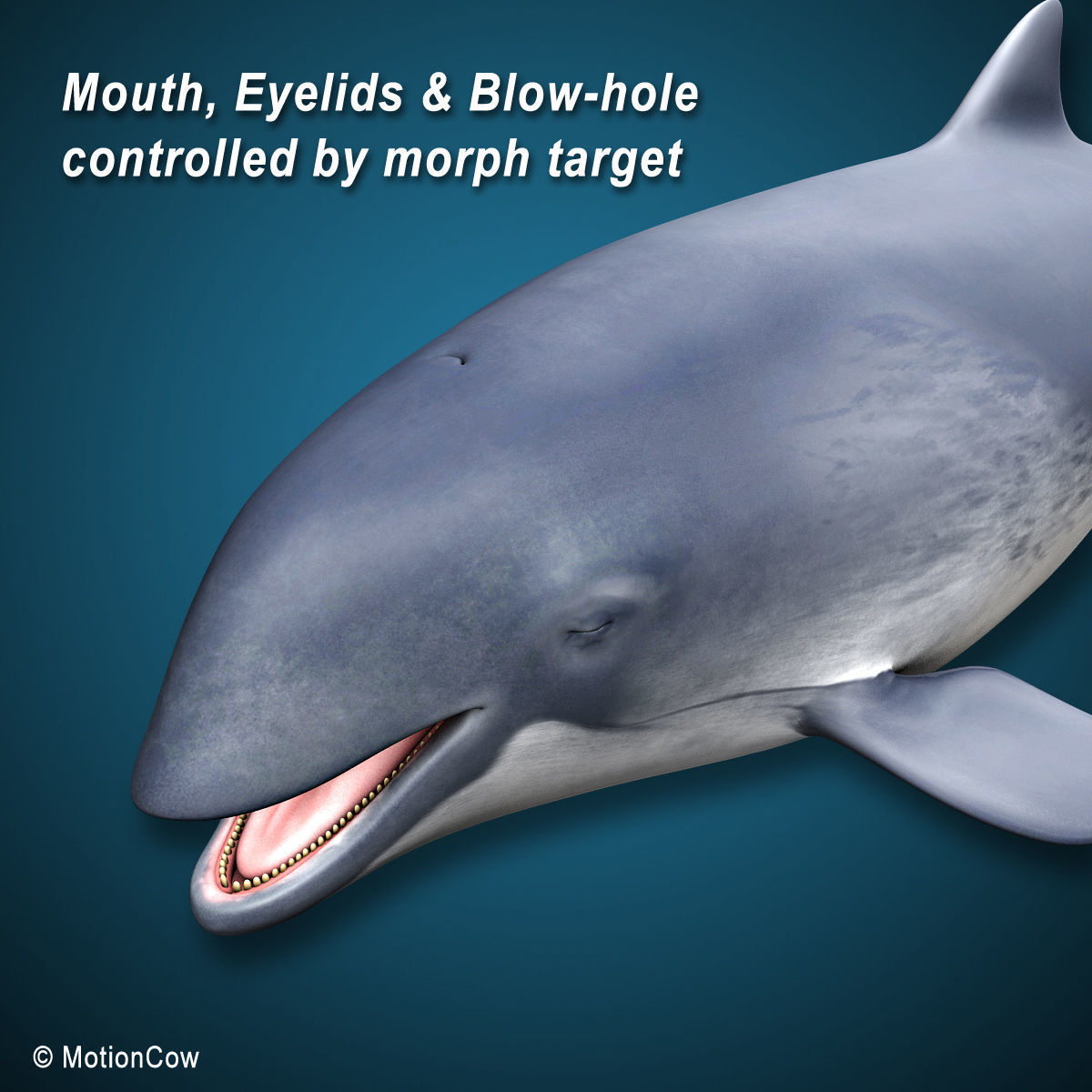 Harbour Porpoise 3D model_7