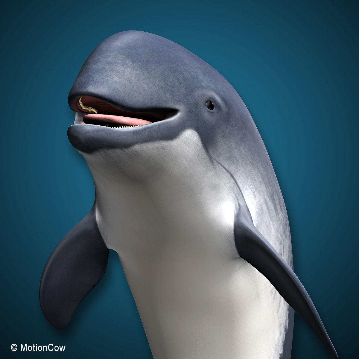 Harbour Porpoise 3D model_14