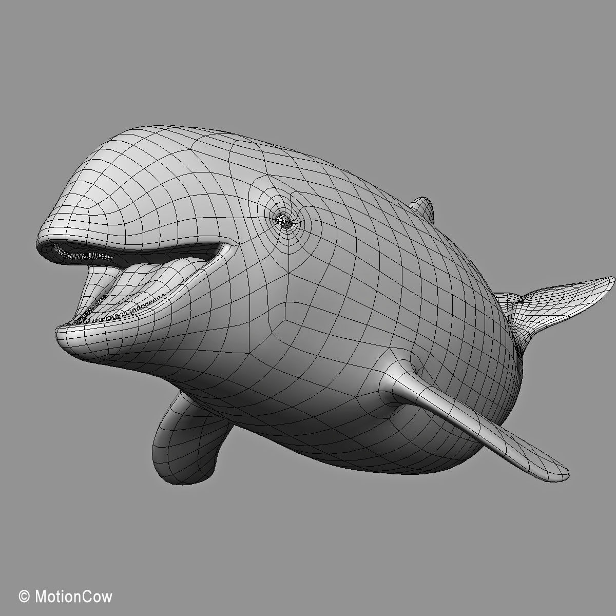 Harbour Porpoise 3D model_19