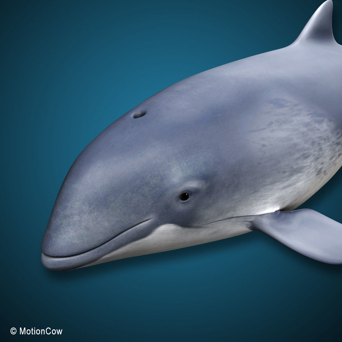 Harbour Porpoise 3D model_6