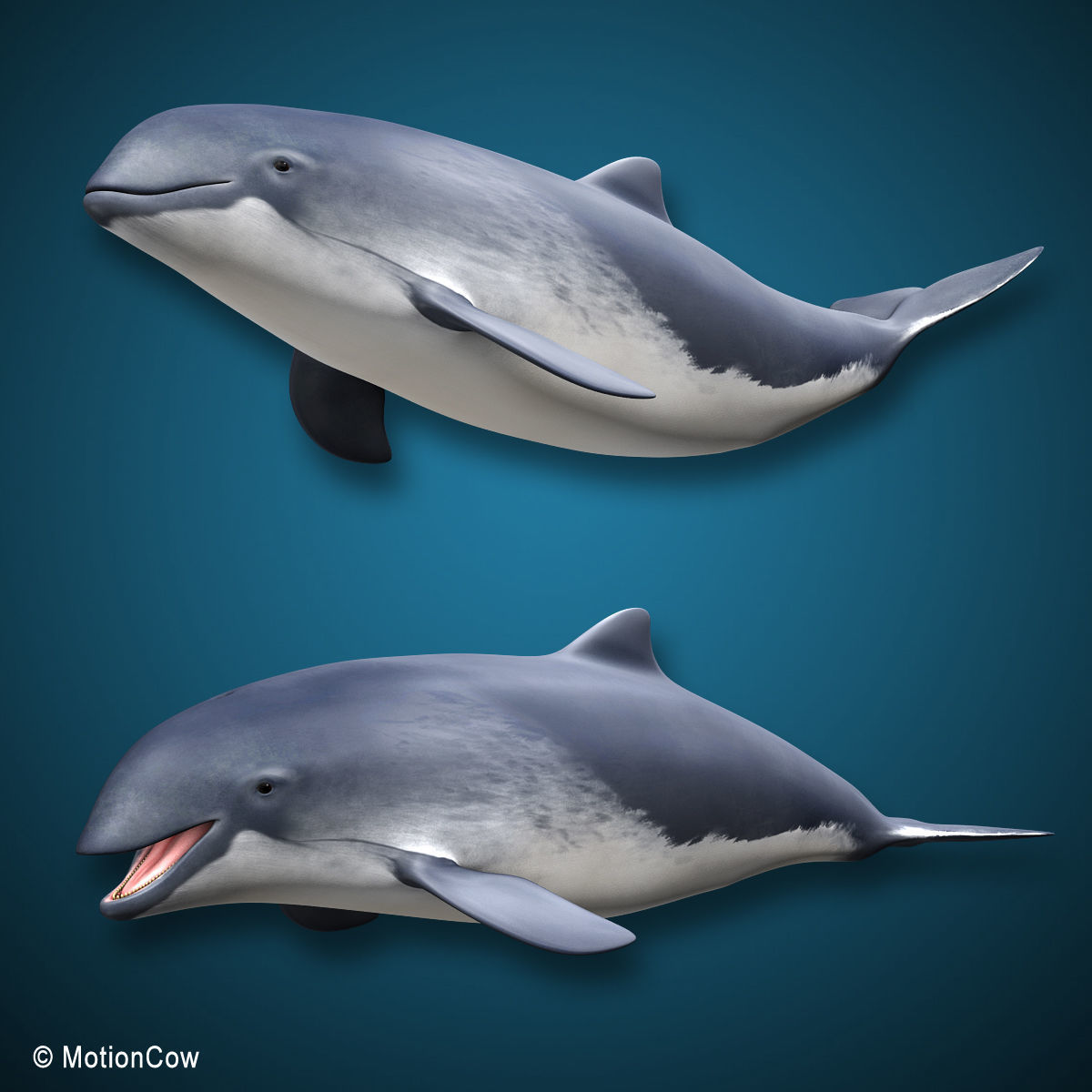 Harbour Porpoise 3D model_2