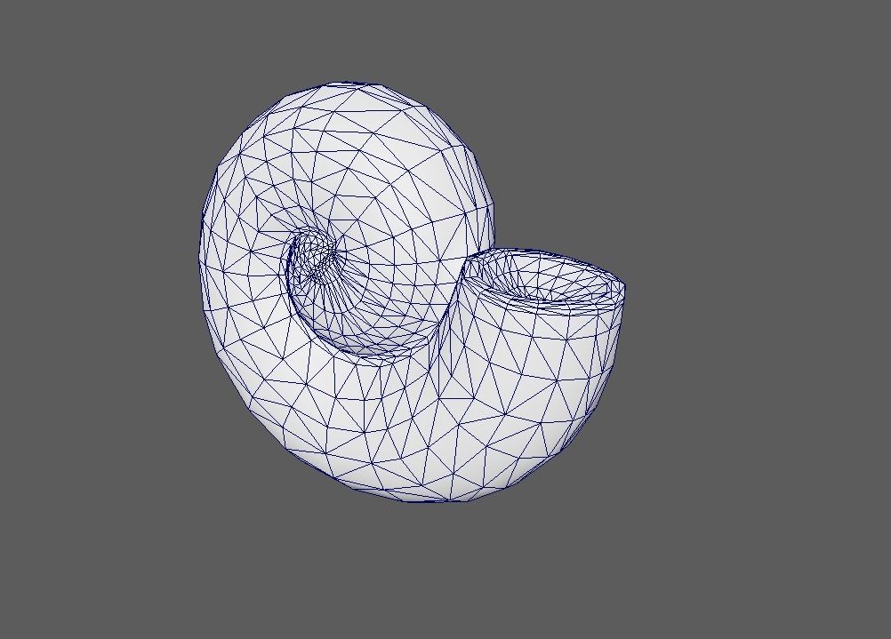 Ammonite 3D Model for Print 3D print model_5