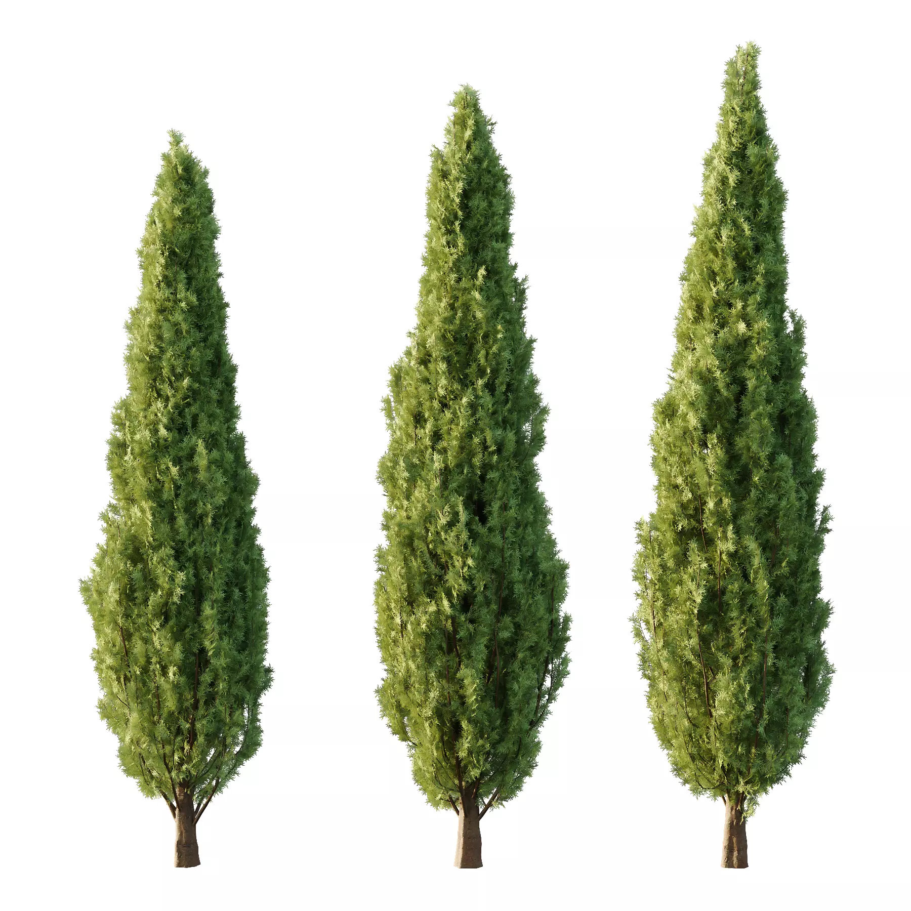 Italian Cypress Tree 32 3D model_0