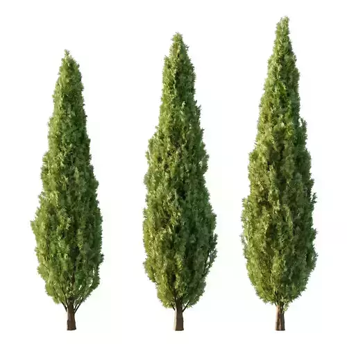 Italian Cypress Tree 32 3D model