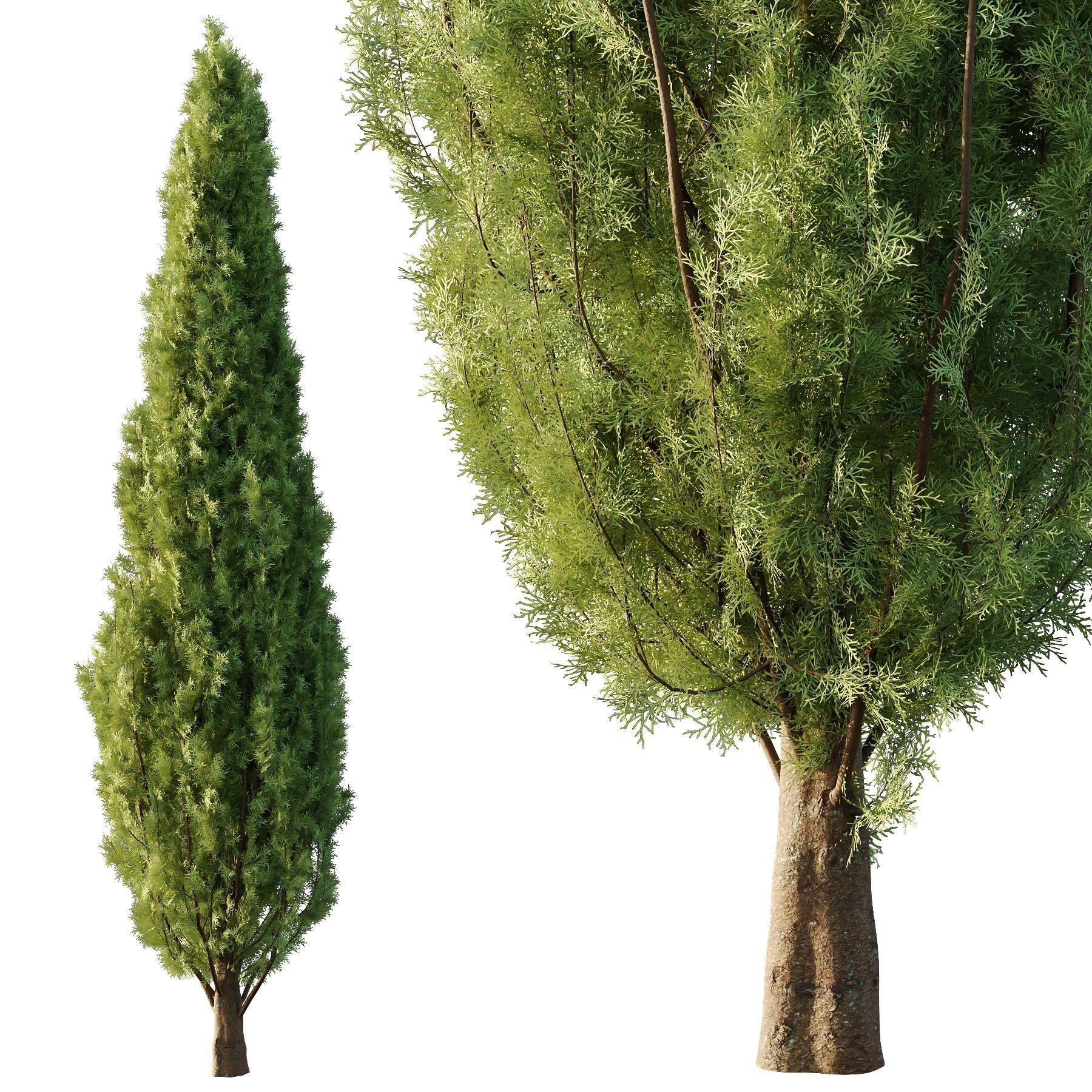 Italian Cypress Tree 32 3D model_1