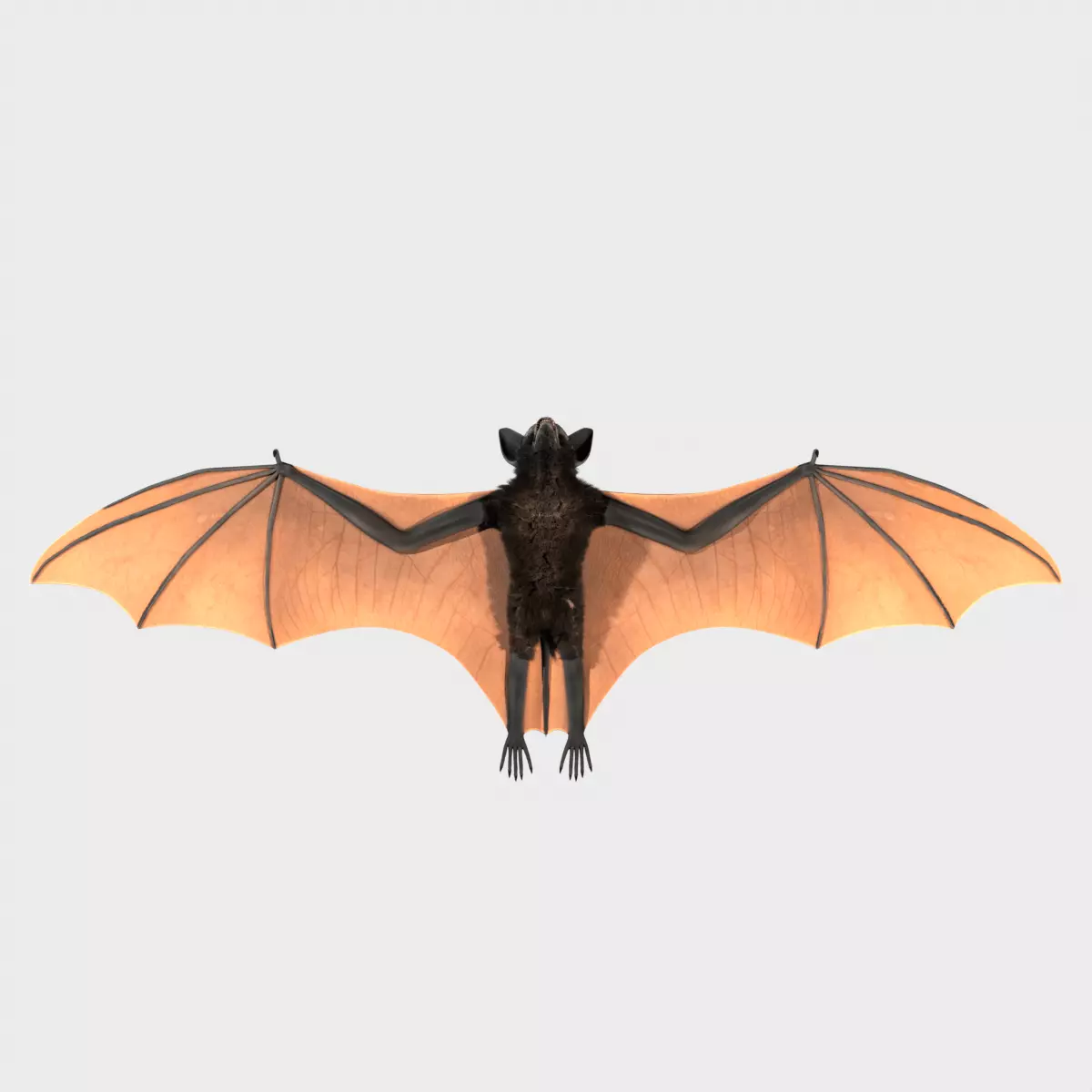 Giant Bat 3D model