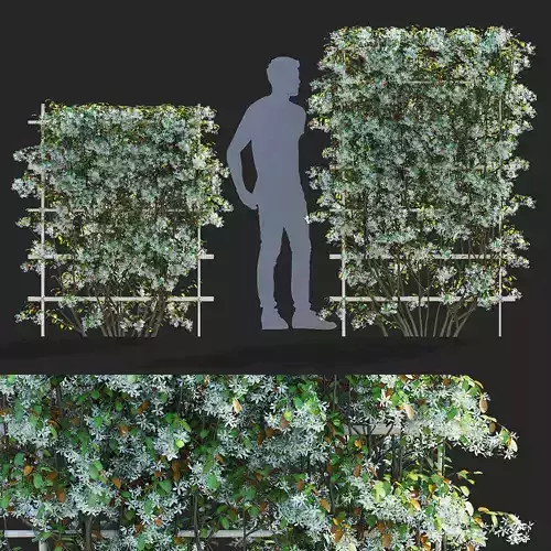 Amelanchier lamarckii flowering pleached