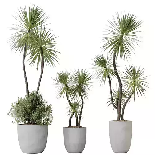 HousePlants Spineless Yucca Aloifolia Rostrata Palm Desmetiana