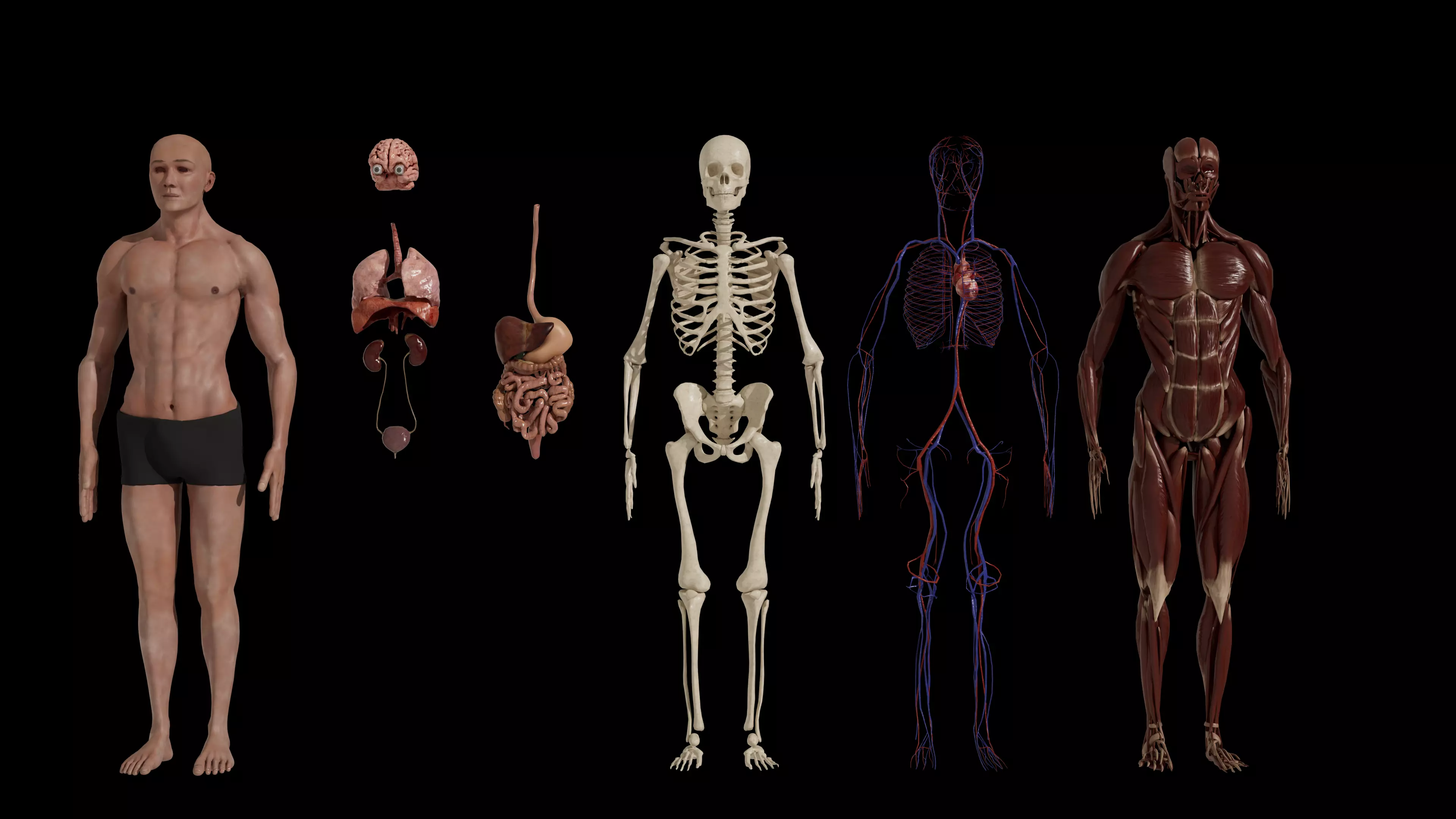 Human Model Low-poly 3D model_0