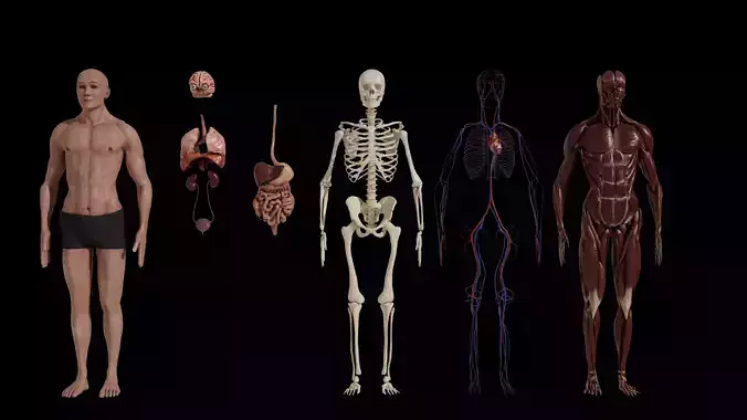 Human Model Low-poly 3D model Human Model Low-poly 3D model