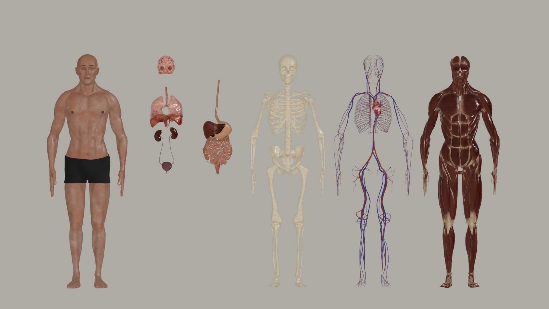 Human Model Low-poly 3D model_3