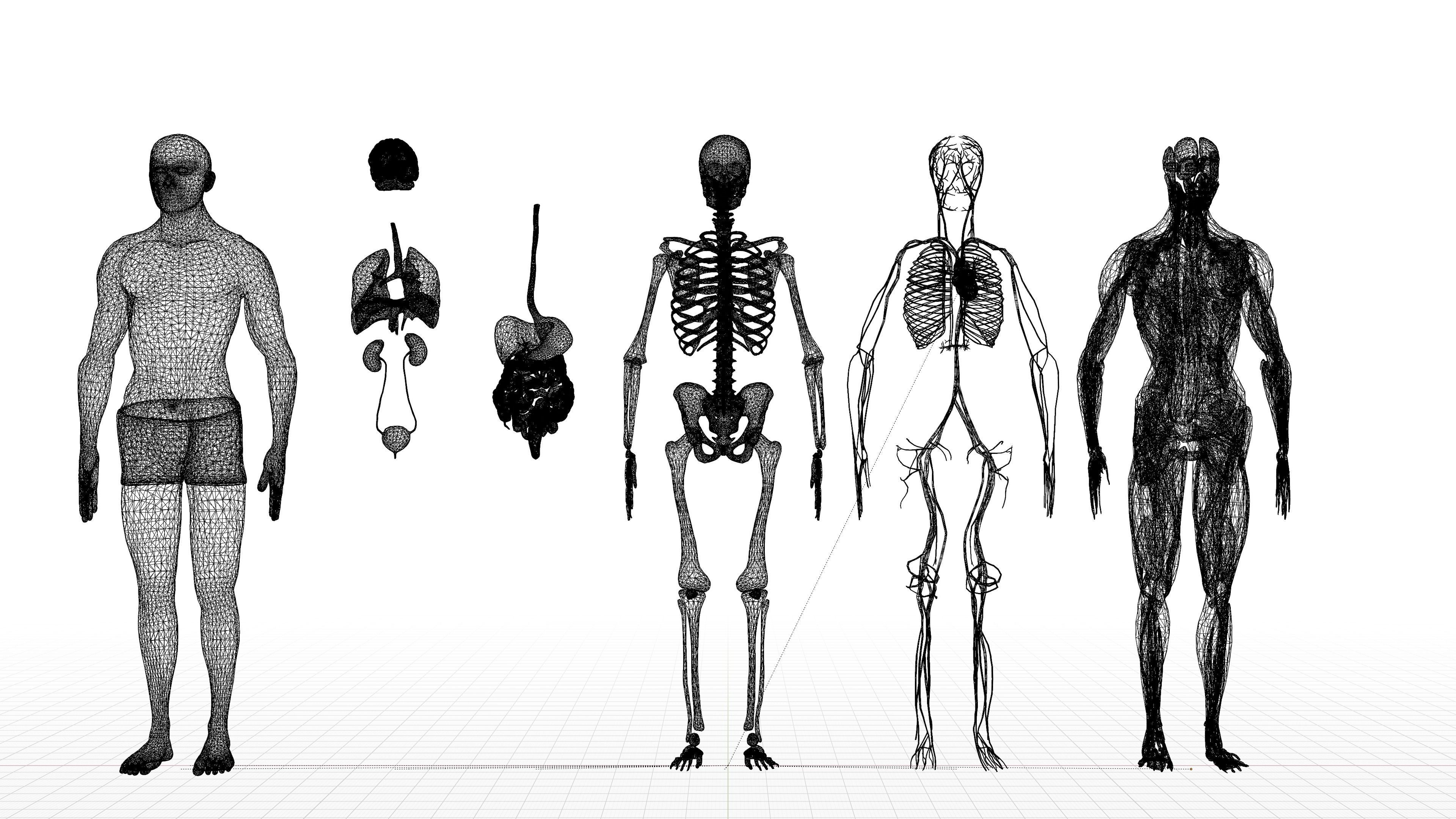 Human Model Low-poly 3D model_5