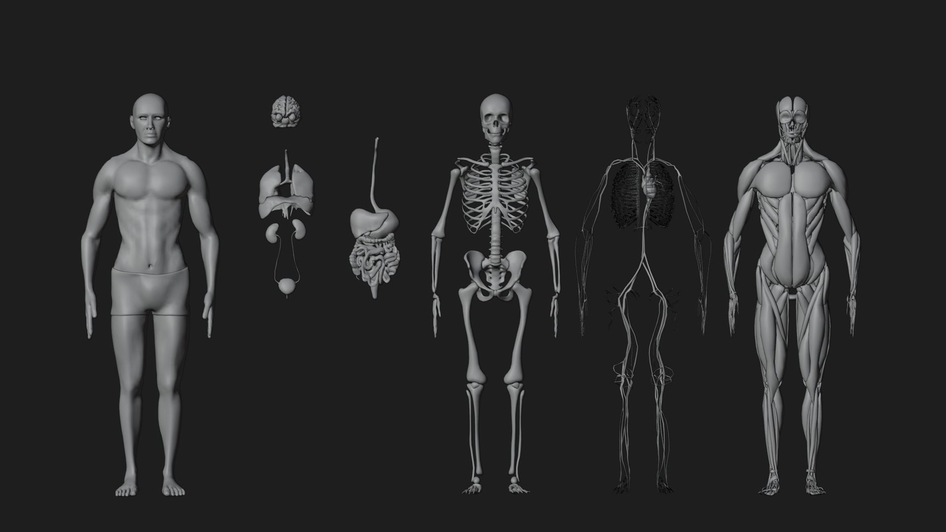 Human Model Low-poly 3D model_2