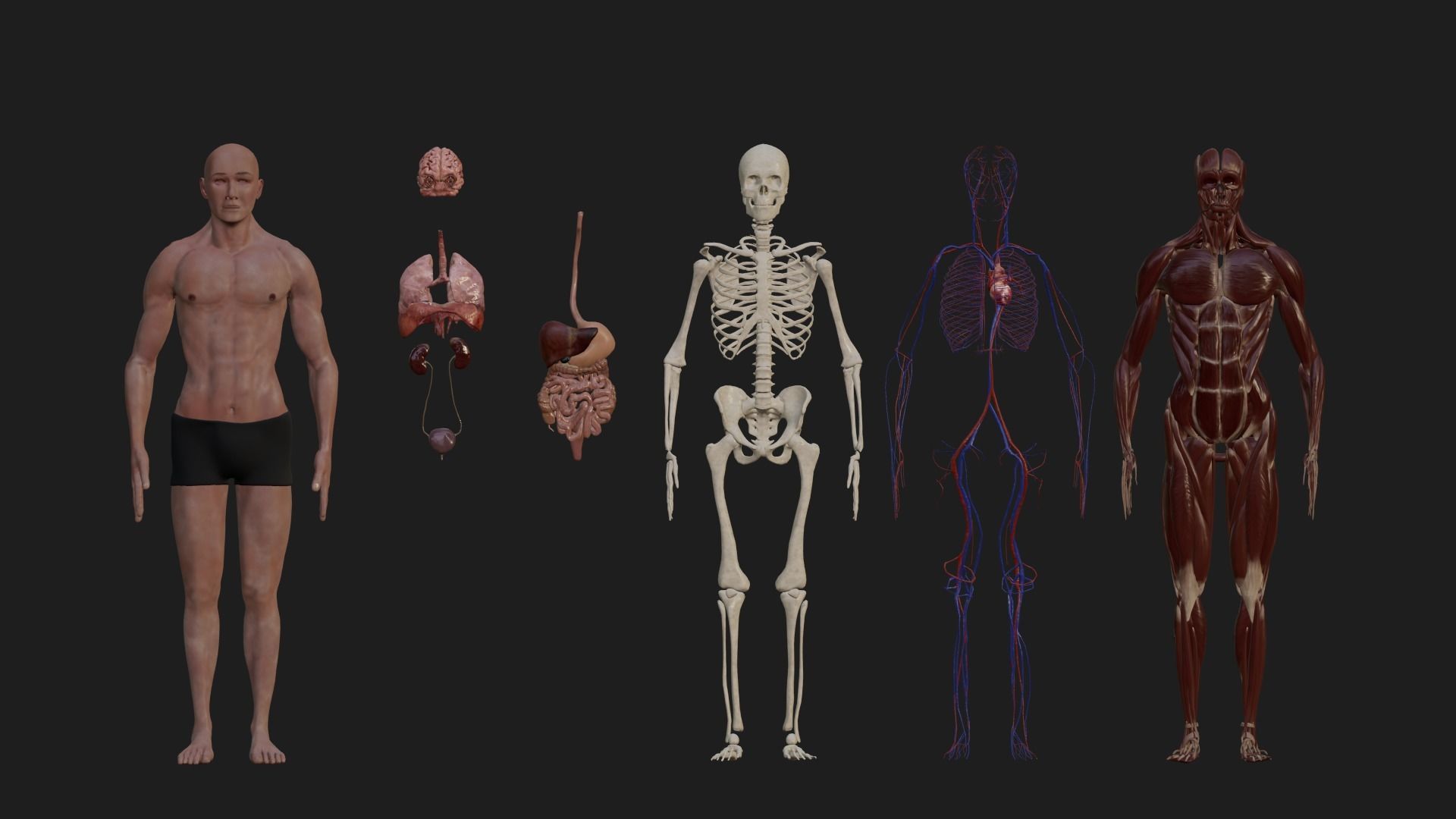 Human Model Low-poly 3D model_1