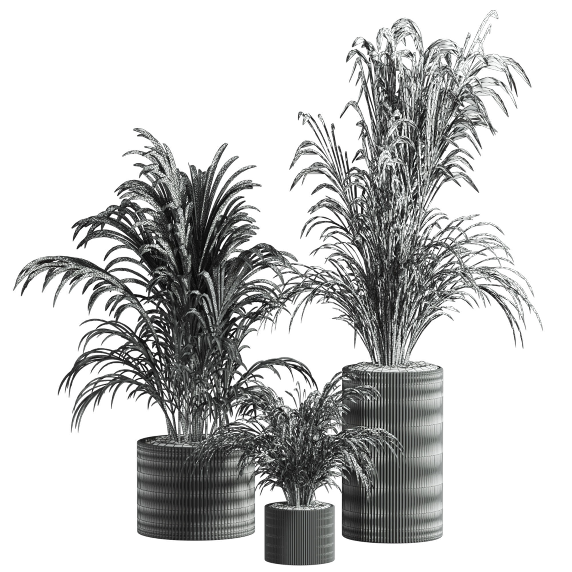 palm plants 3D model_1