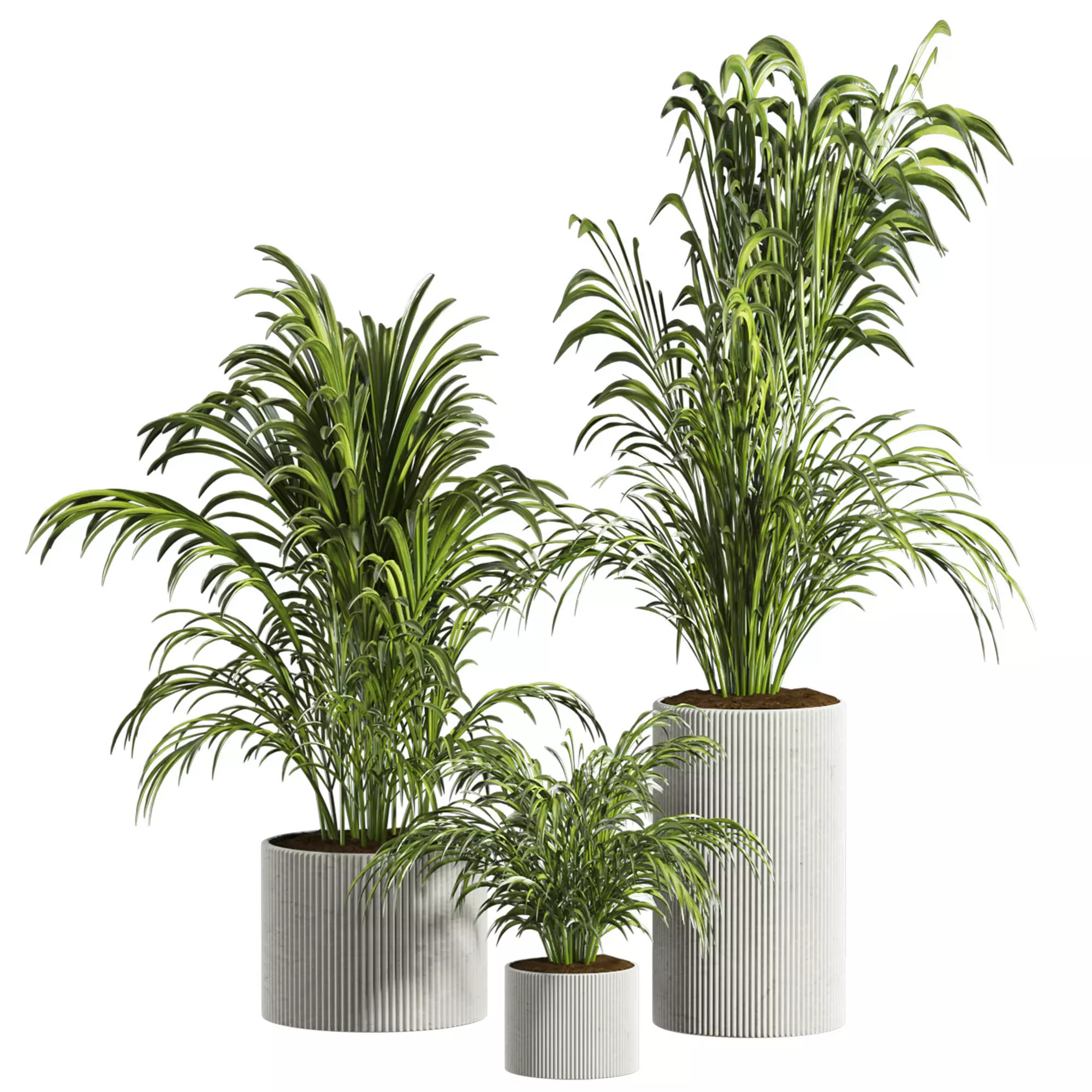 palm plants 3D model_0