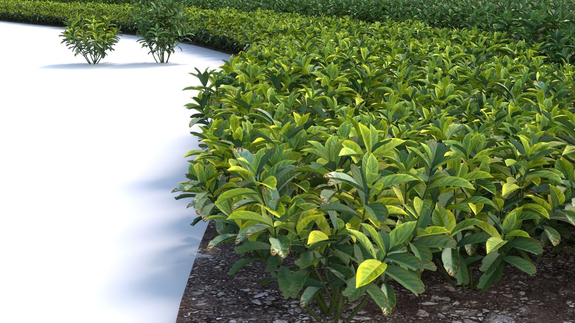 3D Landscape and shrub 3D models 3D model_5