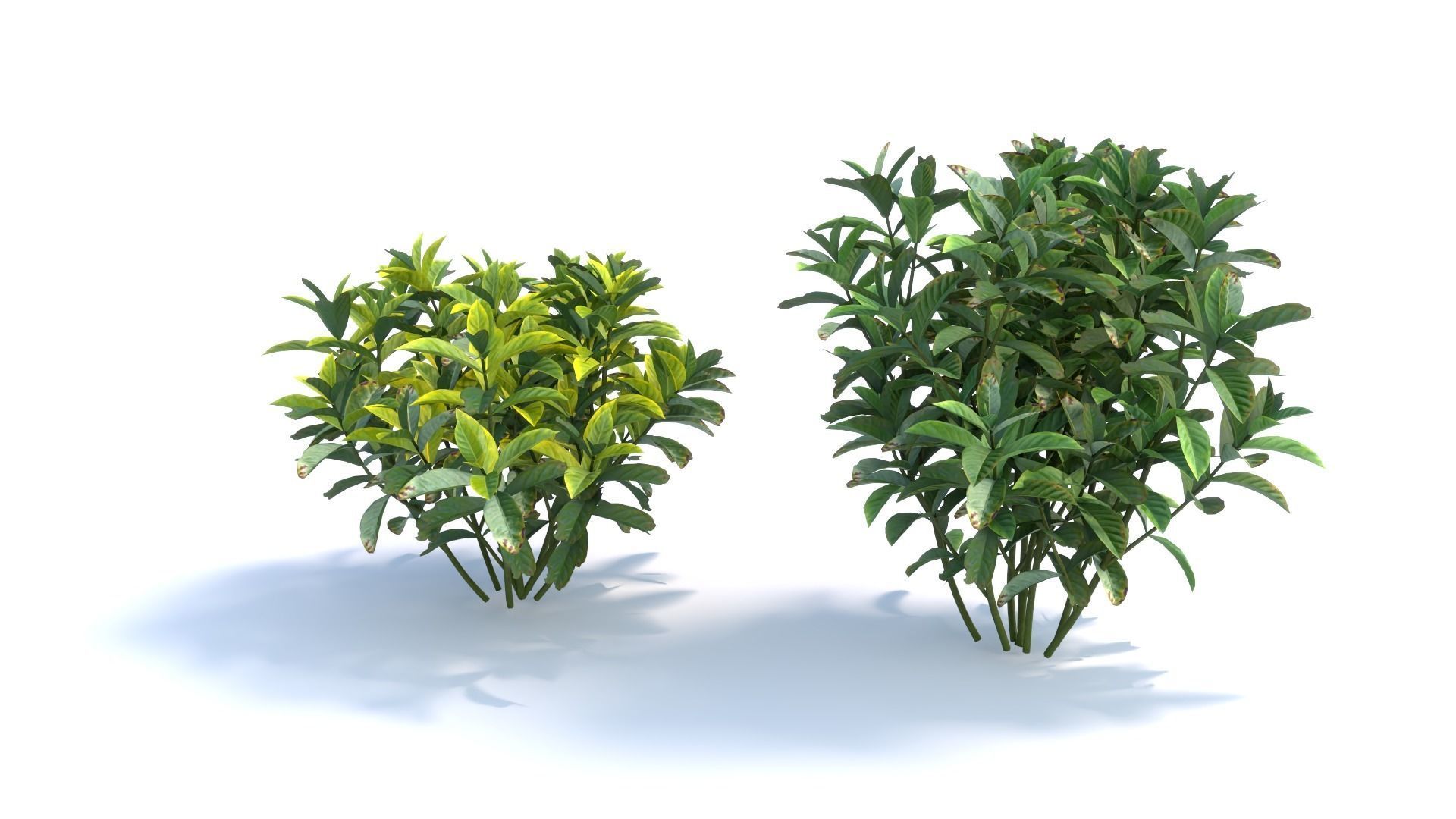 3D Landscape and shrub 3D models 3D model_7