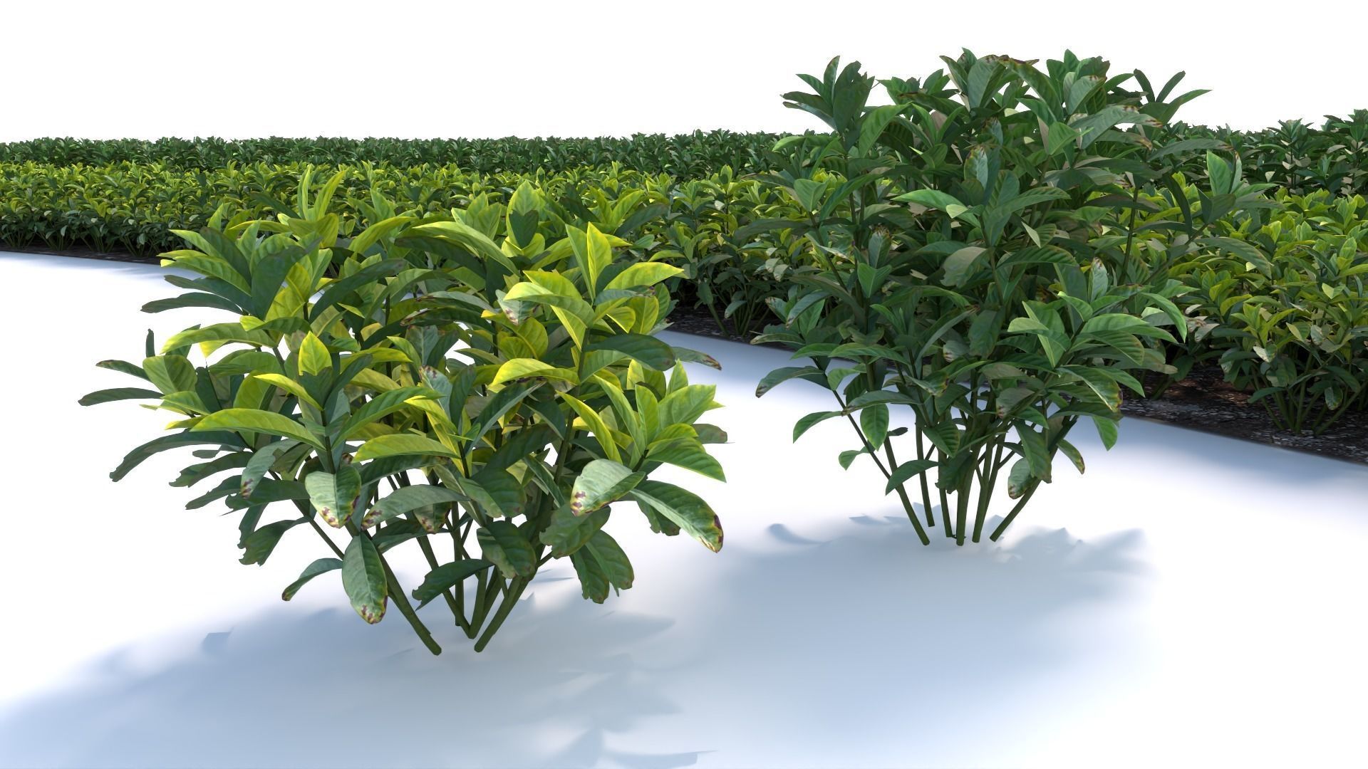 3D Landscape and shrub 3D models 3D model_8