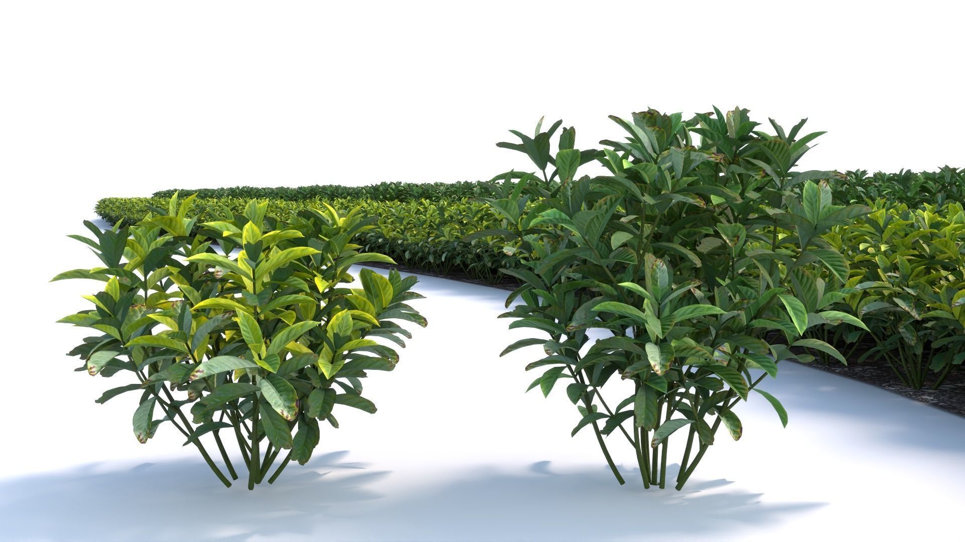 3D Landscape and shrub 3D models 3D model_1