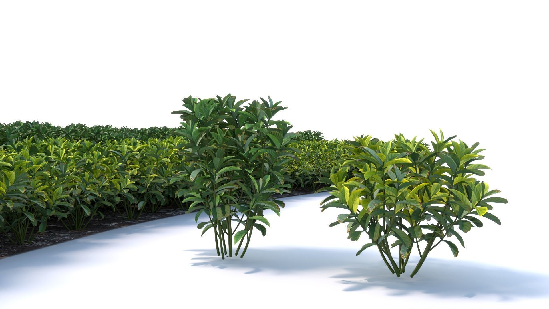 3D Landscape and shrub 3D models 3D model_9