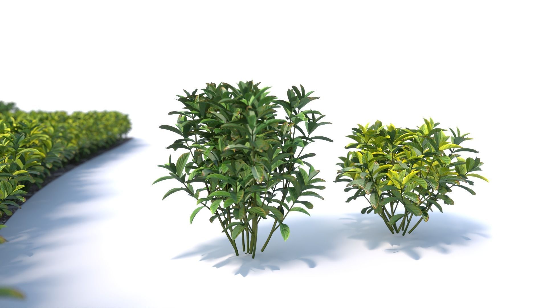 3D Landscape and shrub 3D models 3D model_2