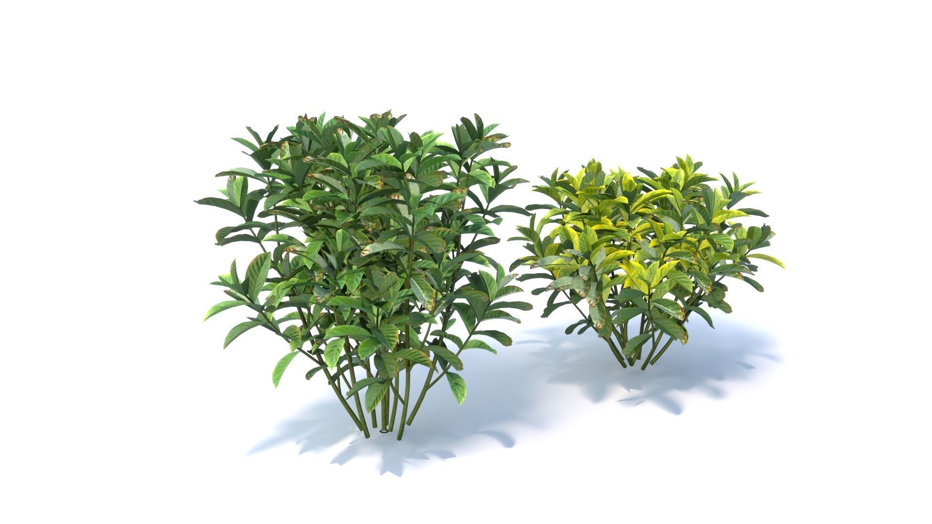 3D Landscape and shrub 3D models 3D model_6