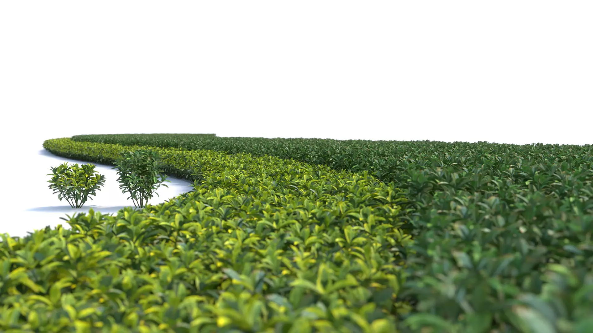 3D Landscape and shrub 3D models 3D model_0